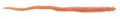 SEÃ‘UELO SEA STRIKER SSSW4NATURAL SCENTED SAND WORM 4, NATURAL, 18 PACK